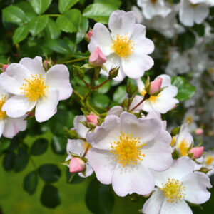 Apfelblüte®
