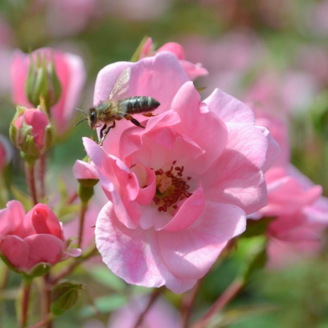 Jojo® Peach NOACK Rosen