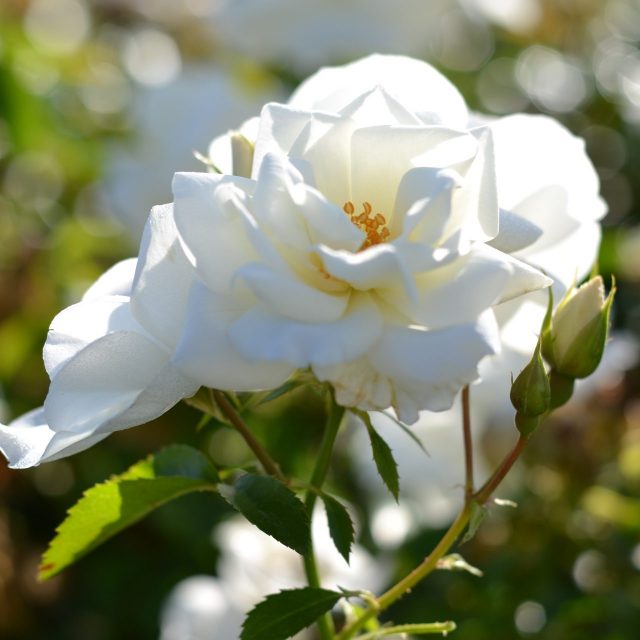 Jojo® Peach NOACK Rosen