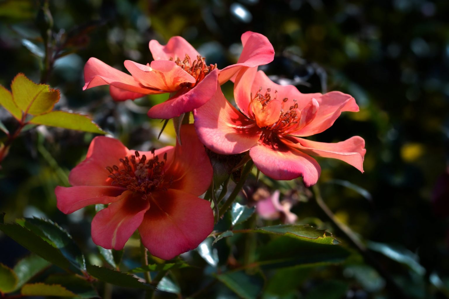 Jojo® Peach NOACK Rosen