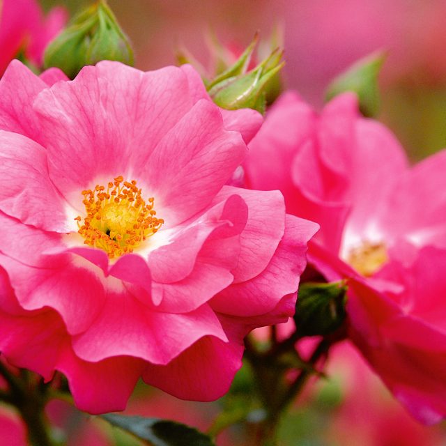 Heidetraum®-PLUS – NOACK Rosen