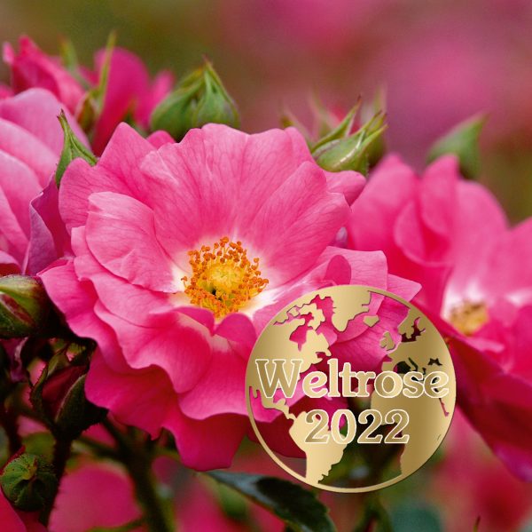 Heidetraum®-PLUS – NOACK Rosen