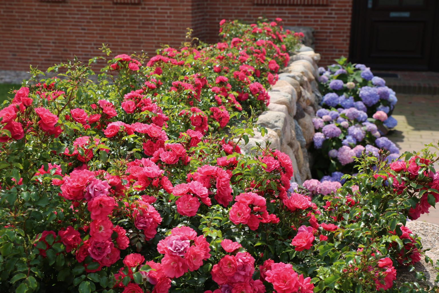 Heidetraum® NOACK Rosen