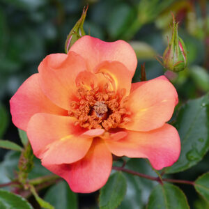 Jojo® Peach