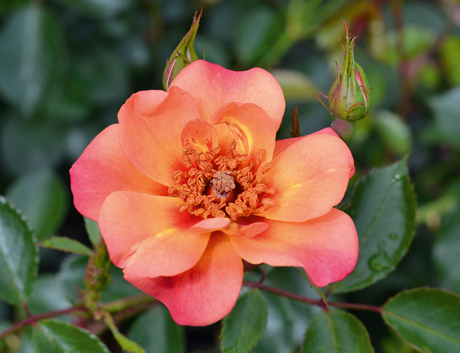 Jojo® Peach
