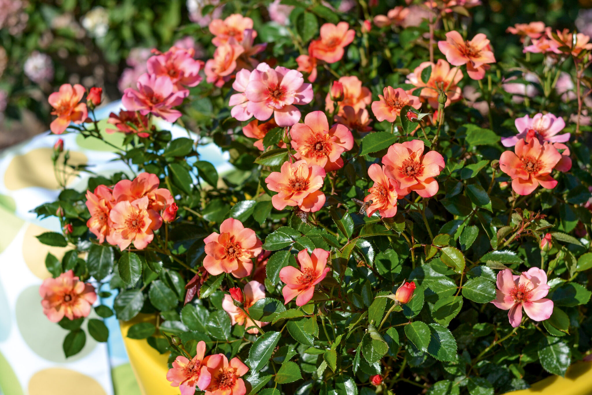 Jojo® Peach – Bild 3