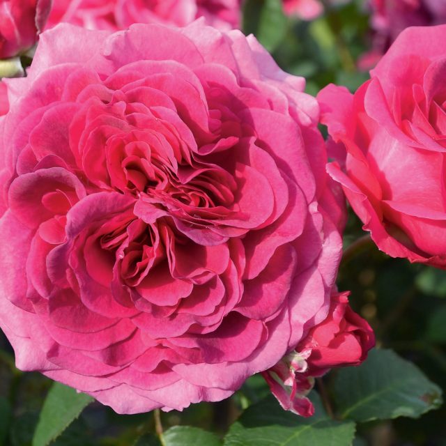 All in One® NOACK Rosen