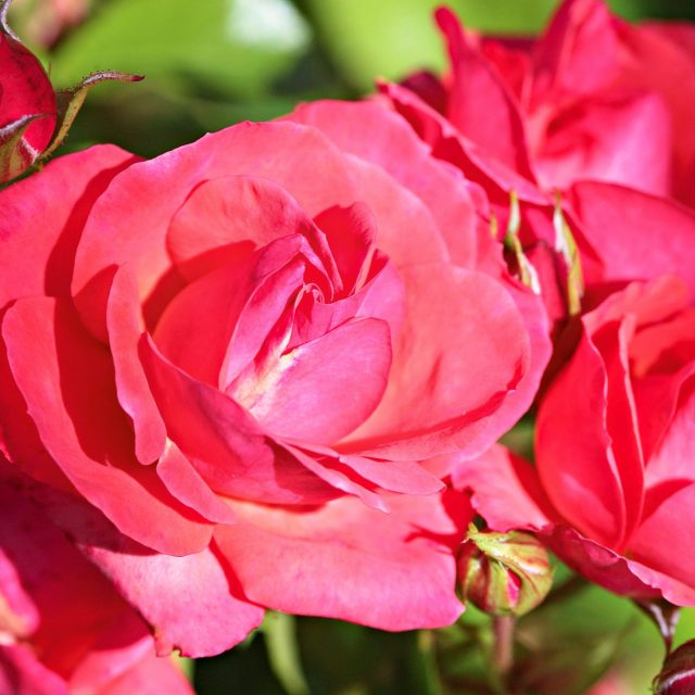 Jojo® Peach NOACK Rosen