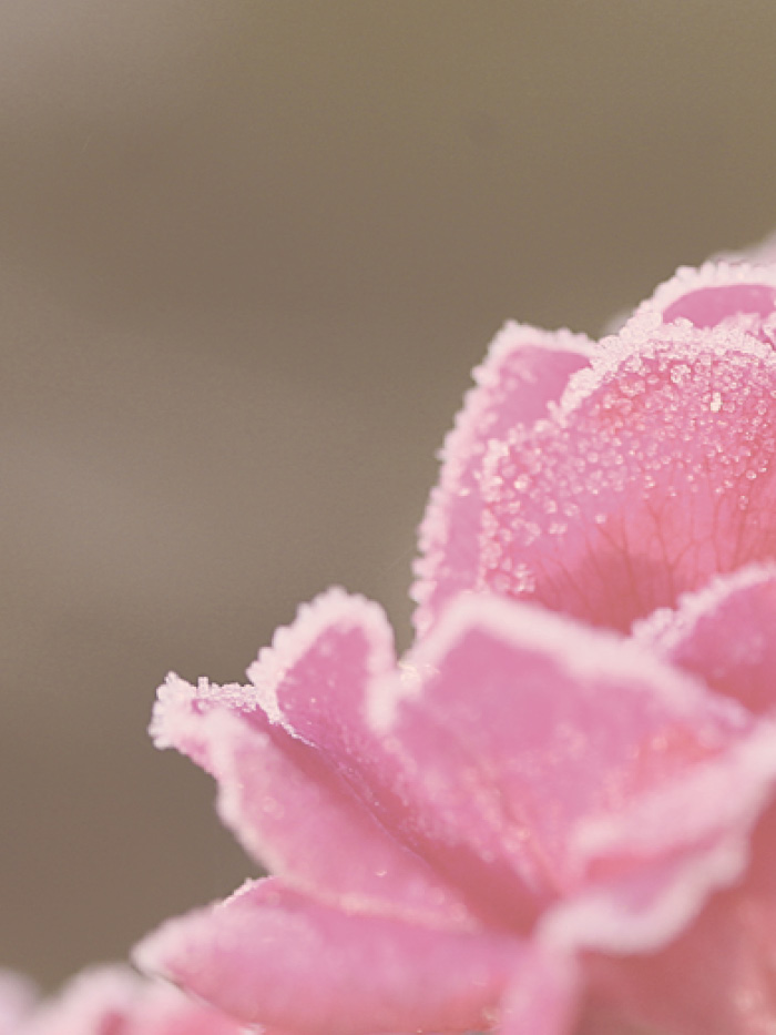 Frost-Abdeckung bedeckt frostigen Rosenstiele Dornen Garten