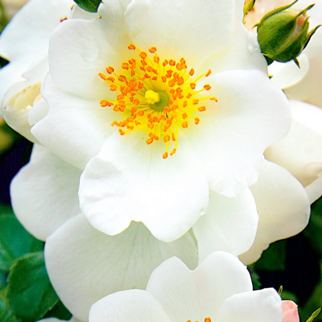 Jojo® Peach NOACK Rosen