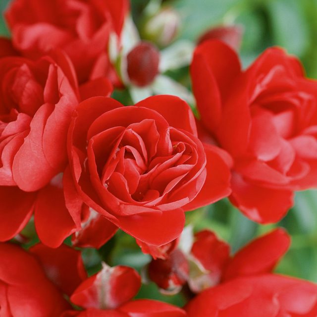 Jojo® Peach NOACK Rosen