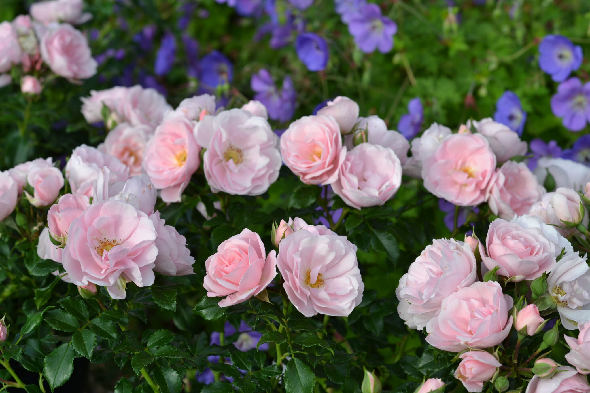 Medley® Pastel – Bild 4