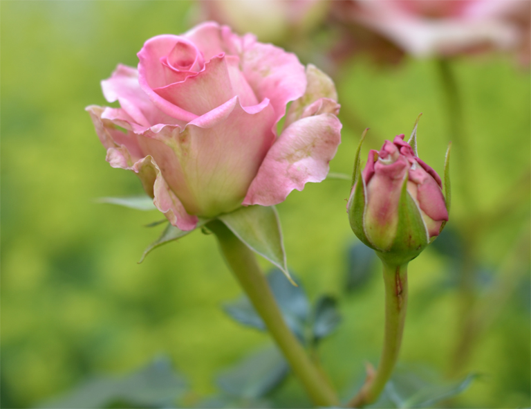 Sugarcane® – Bild 4