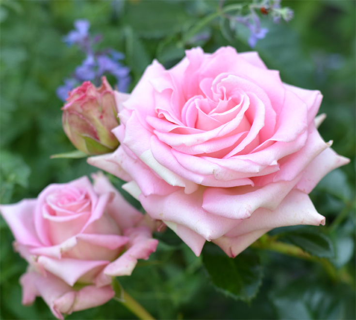 Sugarcane® – Bild 5