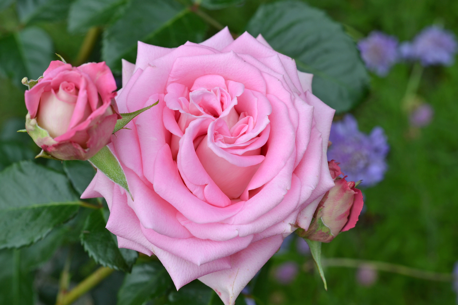 Sugarcane® – Bild 2