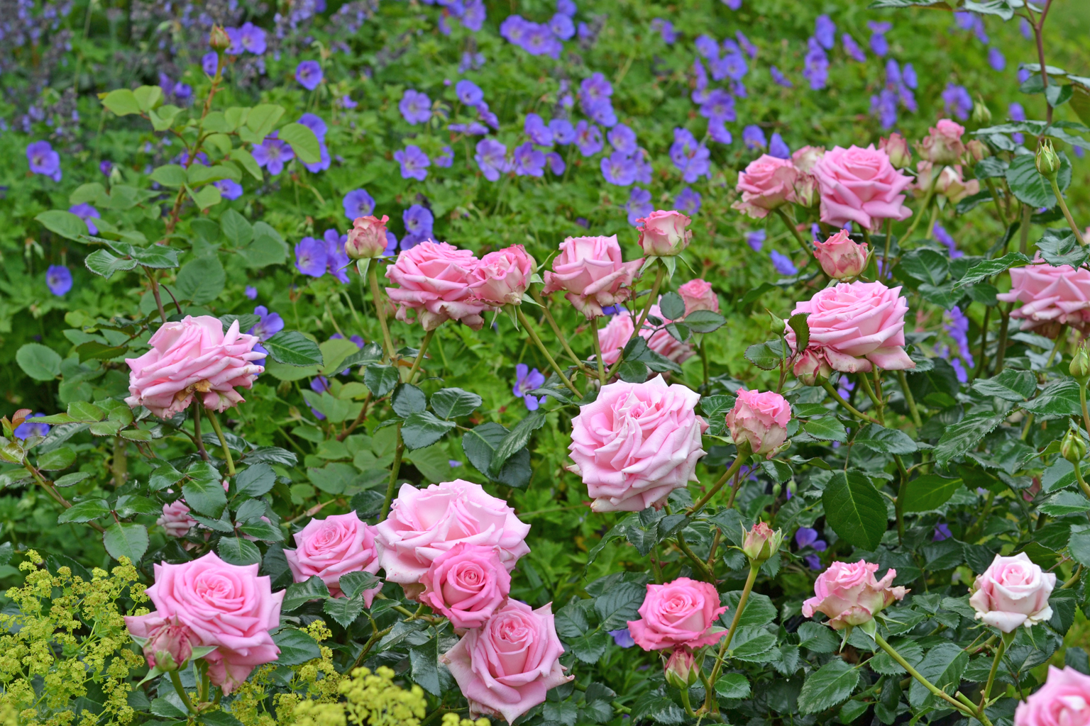 Sugarcane® – Bild 3